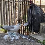 seagull scavenger, seagull nuisance,
