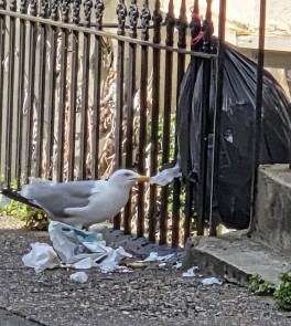 seagull scavenger, seagull nuisance,